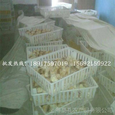 大量供應安卡紅雞種苗優良品種高存活率 孵化場直銷