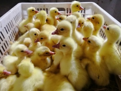 東北鵝苗 品種大白鵝 浙東鵝苗價(jià)格 廣西鵝苗孵化基地 大種鵝苗一只