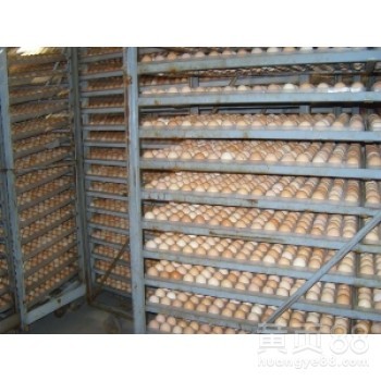 齊齊哈爾孵化場/大慶誠成孵化場sell/大慶孵化場大慶雞雛苗孵化場