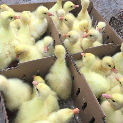 鵝苗養(yǎng)殖 云南普洱鄉(xiāng)村創(chuàng)業(yè)項(xiàng)目 龍發(fā)家禽孵化場