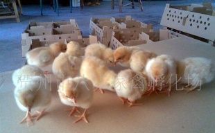 主營產(chǎn)品_賀州市八步家禽孵化場