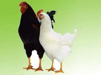 海蘭廠家 批發(fā)商 價(jià)格表