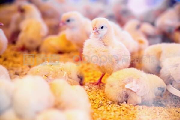 農(nóng)場孵化器或雞舍內(nèi)的小雞