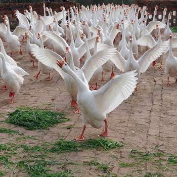 種鵝苗報(bào)價(jià) 廠家