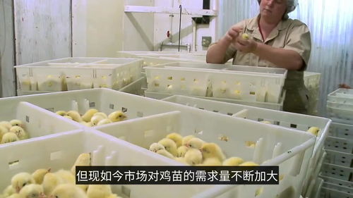 工廠是怎樣孵小雞的,實(shí)拍流水線過程,小雞剛出生命運(yùn)就被安排了