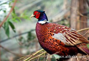 供應(yīng)七彩山雞苗,廠家直銷,天天出貨