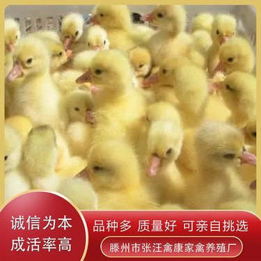 現在鵝的價格是多少錢一斤