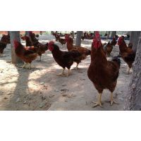 【創業好項目紅公雞苗養殖純紅公雞苗價格圖片】創業好項目紅公雞苗養殖純紅公雞苗價格 - 濟寧市兗州區博武家禽孵化場