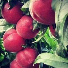 陜西興平許鵬家禽孵化場