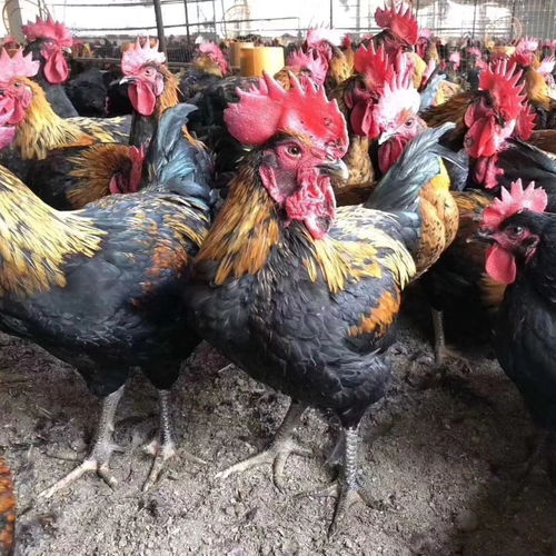 四川黑雞苗批發 貴州黑雞苗價格 成都天露黑雞苗孵化場 貴陽黑土雞苗