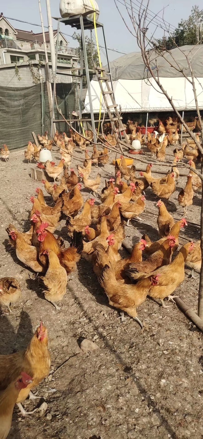 大種家禽養殖孵化基地