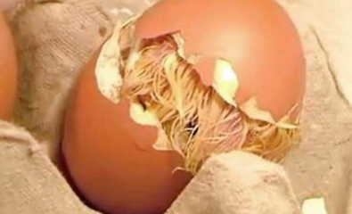 北方地區的冬天,原來是這么孵小雞的,表示沒見過