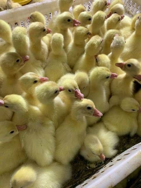 黔東岑鞏哪里有賣獅頭鵝苗孵化場批發 廣西龍發家禽孵化 - 抖