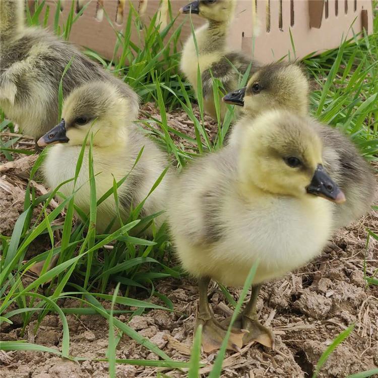 龍發家禽賀州孵化場多樣化朗德鵝苗耐粗飼適應性強批發供應 - 愛企查
