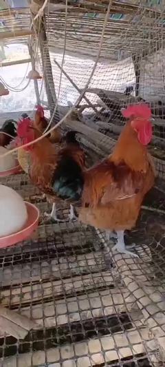 湖南衡陽衡南縣宏大家禽孵化場雞苗