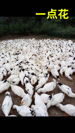 南川區石溪鎮一點花肉鴨苗孵化場 廣漢中力家禽