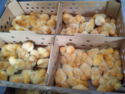 棗陽市暢群家禽孵化場