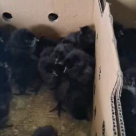 湖南衡陽衡南縣宏大家禽孵化場雞苗