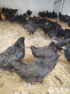 純種綠殼蛋雞苗,脫溫五黑雞苗,全國發貨,運輸包活