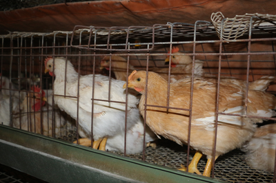 巷道鎮:小家禽孵化大產業 “土雞”變身“金鳳凰”