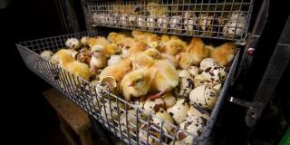 在家禽養殖場的孵化器中孵化雞和鵪鶉。