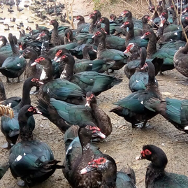 廣西南寧西鄉塘區順勝牧業家禽孵化鴨苗