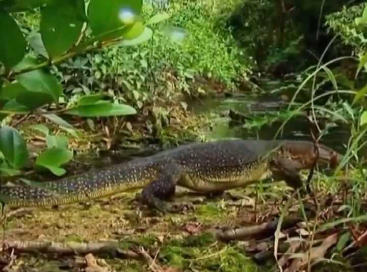 我國也有巨蜥,消失十余年的五爪金龍又現身 能爬樹會游泳善打斗