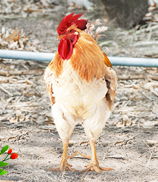 養殖技術 豬牛羊,家禽,水產,特種,寵物養殖技術大全 火爆畜牧招商網