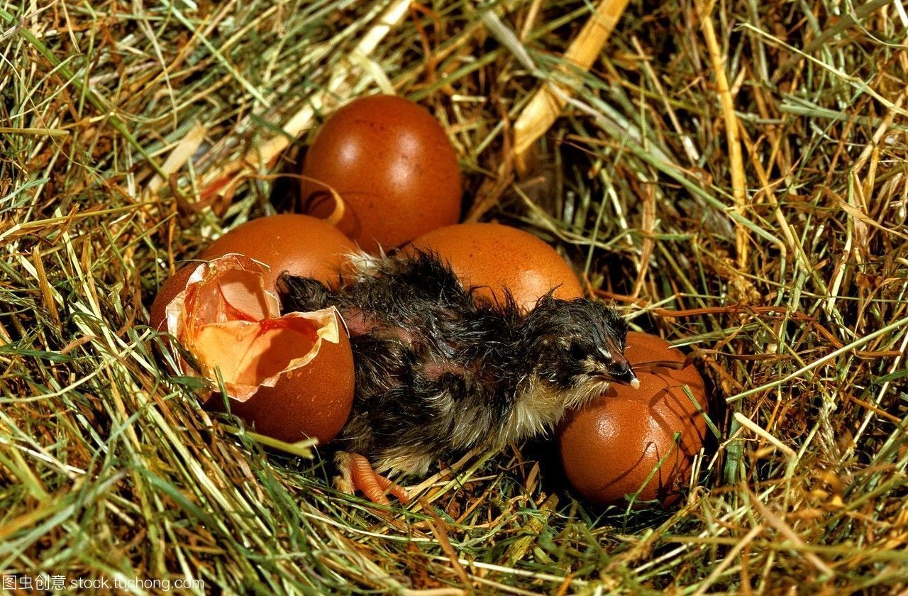 國內雞小雞孵化的蛋