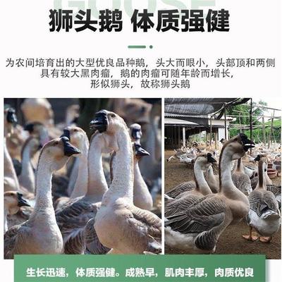 欽州獅頭鵝苗批發 孵化養殖場 品質好飼養簡單 龍發家禽