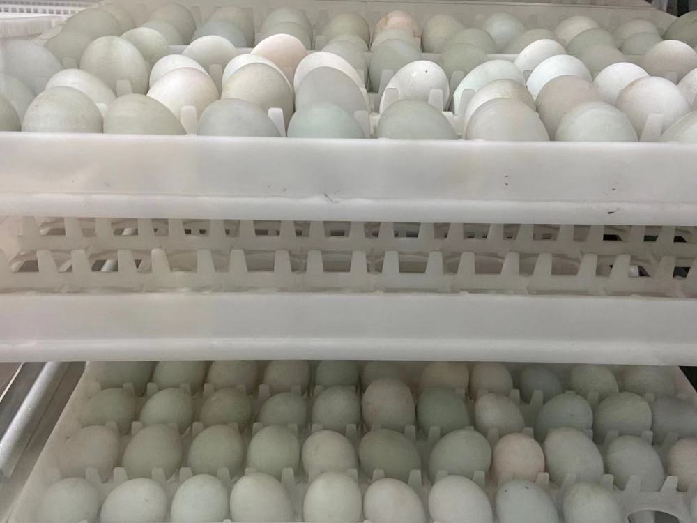 種菜、孵蛋都有高科技,華農“智慧小院”落成