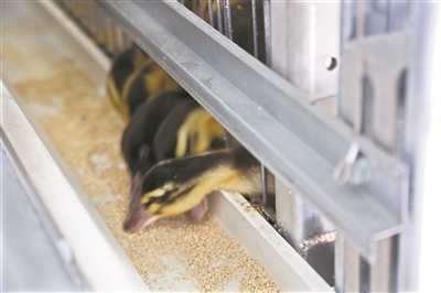 華農“智慧小院”落成 一站式體驗農業黑科技