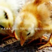 大量供應安卡紅雞種苗優良品種高存活率 孵化場直銷