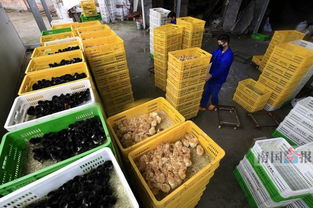 禽類價量雙下滑市場遇冷 預(yù)計下半年行情會轉(zhuǎn)好