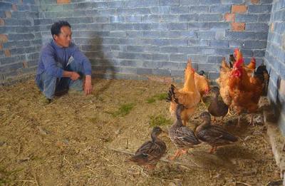 村民農(nóng)田撿回野鴨蛋讓老母雞孵化|野鴨|老母雞|村民_藝術(shù)收藏_奢侈品-郵編生活網(wǎng)