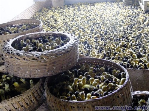 邱登軍 充實頭腦 引進設(shè)備 嬴得成功