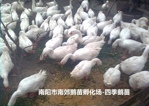 宛城區(qū)四季鵝苗市場前景如何