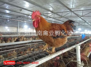 散養(yǎng)土雞麻黃雞苗孵化場直銷 廠家批發(fā)新廣882 全國配送k9