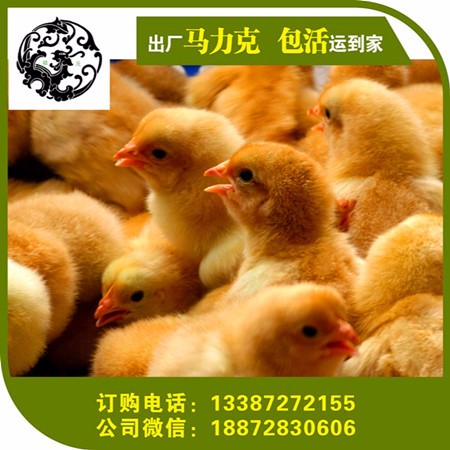 陜西黑雞苗 土雞苗批發(fā) 西安 寶雞 安康 渭南 榆林 咸陽黑雞苗 綠殼蛋雞 土雞苗批發(fā) 專選宜昌祖元孵化場 貴妃雞苗圖片_高清圖_細節(jié)圖-通城縣祖元家禽養(yǎng)殖場