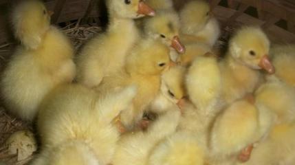 陜西省康貝爾鴨苗目前最新價格圖片|陜西省康貝爾鴨苗目前最新價格樣板圖|陜西省康貝爾鴨苗目前最新價格-萬順家禽孵化場