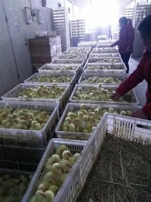 鵝苗圖片,鵝苗價格圖片,獅頭鵝苗價格圖片-中科商務(wù)網(wǎng)-江蘇宏發(fā)家禽孵化場