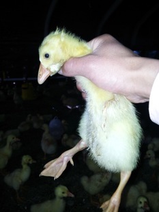 沭陽縣東升家禽孵化場 地址:江蘇沭陽縣東升家禽孵化場|電話00527 83688880| - 中國黃頁網(wǎng)