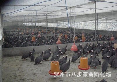 賀州市八步家禽孵化場