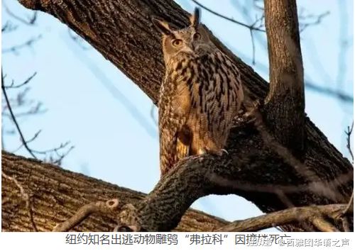 2024年美國人的信用卡債務(wù)將超過儲蓄 紐約知名出逃動物雕鸮 弗拉科 因撞樓死亡 美加新聞播報