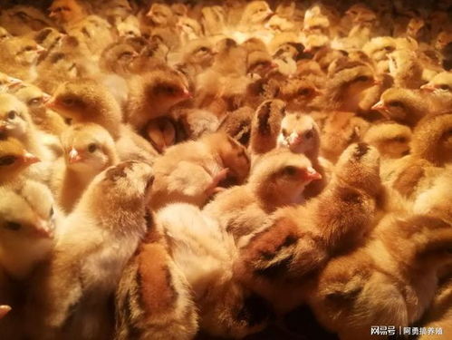 每年的11月份就是家禽養殖的分水嶺 都在備戰春節
