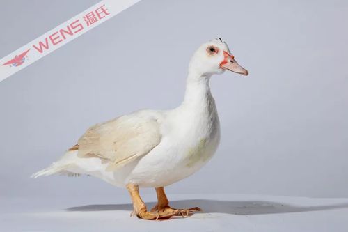 打好種業翻身仗 溫氏白羽番鴨1號入選國家畜禽配套系名單