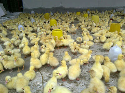 我想養鵝該怎么去做,西洼家禽孵化場給你推薦幾種