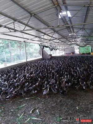 要求長沙縣黃花鎮瑞才家禽孵化場賠償損失