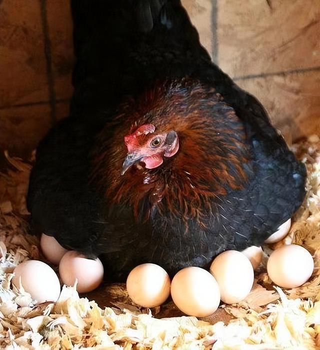 一女子把大量的雞蛋放到被窩里,試圖孵化出小雞