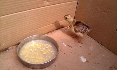 男子野外撿回一只野生蛋,孵化后才知道是這個